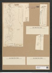 Licmophora flabellata (Carm.) Ag. (de-Toni-Nr.: Genus 86, Species 2953) Zeichnungen Sammlung Grunow Nr. 5969 (NHMW-BOT-W0374445)